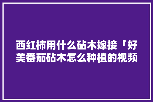西红柿用什么砧木嫁接「好美番茄砧木怎么种植的视频」 西红柿用什么砧木嫁接「好美番茄砧木怎么种植的视频」 农业常识
