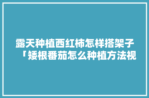 露天种植西红柿怎样搭架子「矮根番茄怎么种植方法视频」