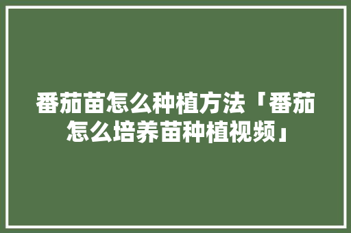 番茄苗怎么种植方法「番茄怎么培养苗种植视频」 番茄苗怎么种植方法「番茄怎么培养苗种植视频」 种植技巧