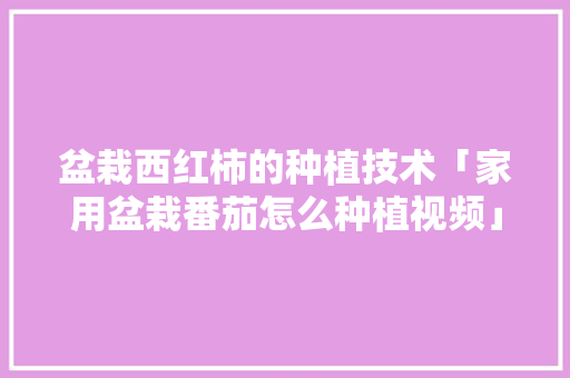 盆栽西红柿的种植技术「家用盆栽番茄怎么种植视频」 盆栽西红柿的种植技术「家用盆栽番茄怎么种植视频」 植物种类