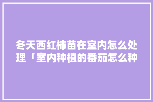 冬天西红柿苗在室内怎么处理「室内种植的番茄怎么种植」 冬天西红柿苗在室内怎么处理「室内种植的番茄怎么种植」 土壤施肥