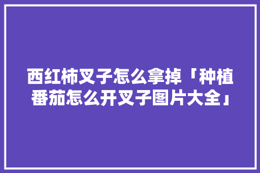 西红柿叉子怎么拿掉「种植番茄怎么开叉子图片大全」 西红柿叉子怎么拿掉「种植番茄怎么开叉子图片大全」 花朵知识