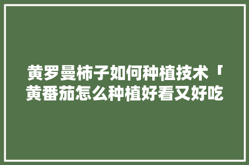 黄罗曼柿子如何种植技术「黄番茄怎么种植好看又好吃」 番茄种植技巧 黄罗曼柿子如何种植技术「黄番茄怎么种植好看又好吃」 黄罗曼柿子如何种植技术「黄番茄怎么种植好看又好吃」 番茄种植技巧