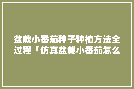 盆栽小番茄种子种植方法全过程「仿真盆栽小番茄怎么种植的」 盆栽小番茄种子种植方法全过程「仿真盆栽小番茄怎么种植的」 花朵知识