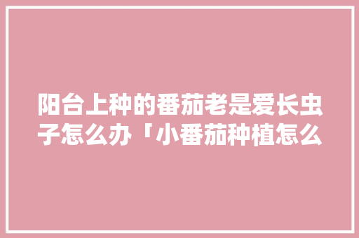阳台上种的番茄老是爱长虫子怎么办「小番茄种植怎么防虫害」 阳台上种的番茄老是爱长虫子怎么办「小番茄种植怎么防虫害」 土壤施肥