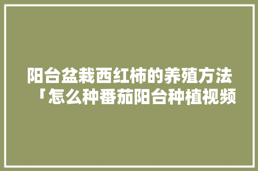 阳台盆栽西红柿的养殖方法「怎么种番茄阳台种植视频」 阳台盆栽西红柿的养殖方法「怎么种番茄阳台种植视频」 植物种类