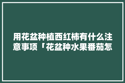 用花盆种植西红柿有什么注意事项「花盆种水果番茄怎么种植视频」 用花盆种植西红柿有什么注意事项「花盆种水果番茄怎么种植视频」 农业常识