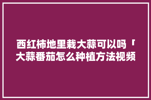 西红柿地里栽大蒜可以吗「大蒜番茄怎么种植方法视频」