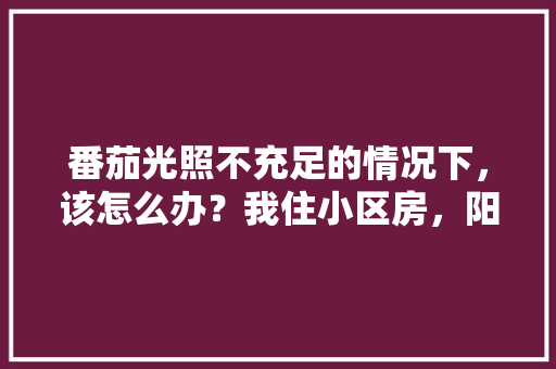 番茄光照不充足的情况下，该怎么办？我住小区房，阳台是包在房间内的，而客厅有光照到时间短「小番茄怎么种植室内视频」 番茄光照不充足的情况下，该怎么办？我住小区房，阳台是包在房间内的，而客厅有光照到时间短「小番茄怎么种植室内视频」 花朵知识
