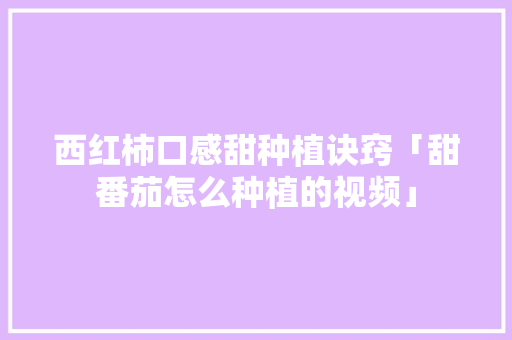 西红柿口感甜种植诀窍「甜番茄怎么种植的视频」