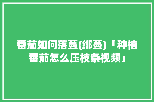 番茄如何落蔓(绑蔓)「种植番茄怎么压枝条视频」 番茄如何落蔓(绑蔓)「种植番茄怎么压枝条视频」 植物种类