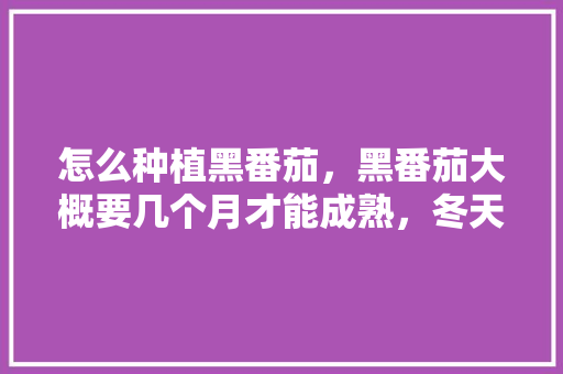 怎么种植黑番茄，黑番茄大概要几个月才能成熟，冬天怎么种植「自己种黑番茄怎么种植视频」 怎么种植黑番茄，黑番茄大概要几个月才能成熟，冬天怎么种植「自己种黑番茄怎么种植视频」 农业常识