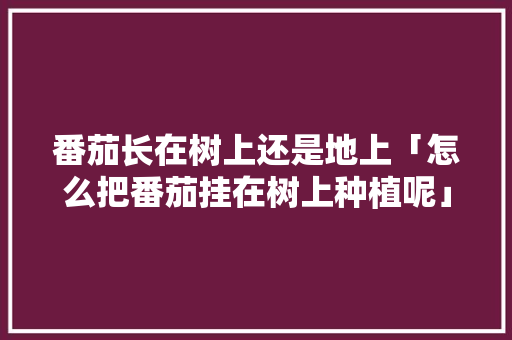 番茄长在树上还是地上「怎么把番茄挂在树上种植呢」 番茄长在树上还是地上「怎么把番茄挂在树上种植呢」 番茄种植技巧