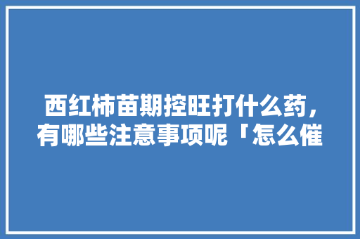 西红柿苗期控旺打什么药，有哪些注意事项呢「怎么催芽番茄苗种植视频教程」 西红柿苗期控旺打什么药，有哪些注意事项呢「怎么催芽番茄苗种植视频教程」 土壤施肥