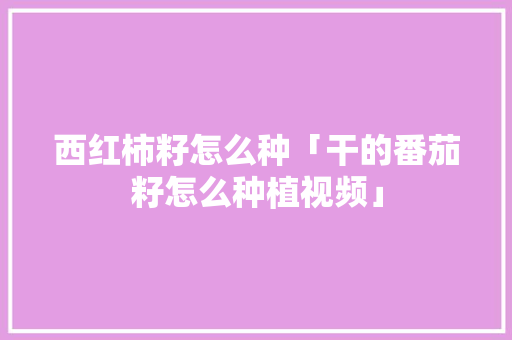 西红柿籽怎么种「干的番茄籽怎么种植视频」