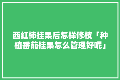 西红柿挂果后怎样修枝「种植番茄挂果怎么管理好呢」 西红柿挂果后怎样修枝「种植番茄挂果怎么管理好呢」 农业常识