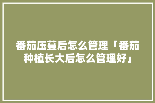 番茄压蔓后怎么管理「番茄种植长大后怎么管理好」 番茄压蔓后怎么管理「番茄种植长大后怎么管理好」 番茄种植技巧