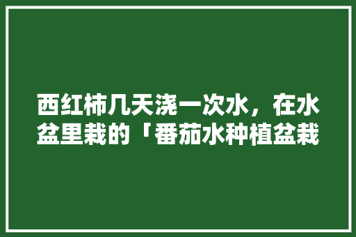 西红柿几天浇一次水，在水盆里栽的「番茄水种植盆栽怎么养护好」 西红柿几天浇一次水，在水盆里栽的「番茄水种植盆栽怎么养护好」 花朵知识