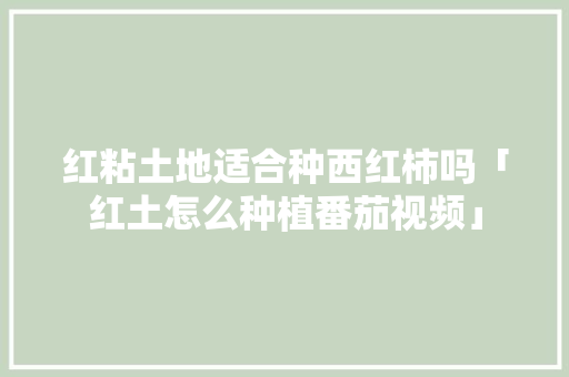 红粘土地适合种西红柿吗「红土怎么种植番茄视频」