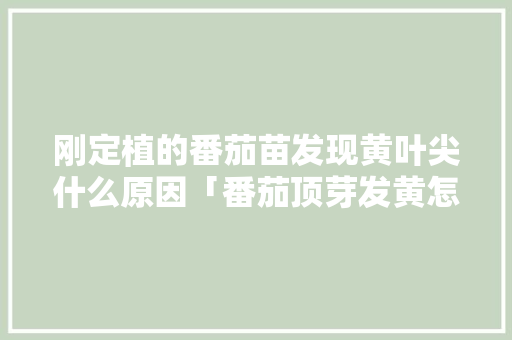 刚定植的番茄苗发现黄叶尖什么原因「番茄顶芽发黄怎么种植视频」