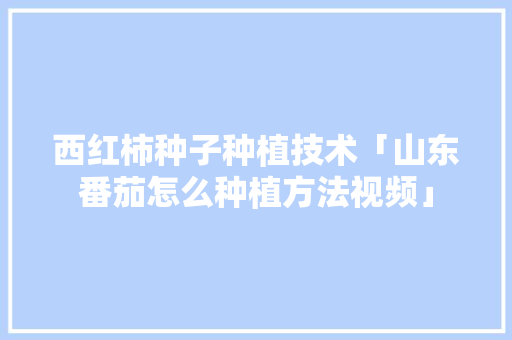 西红柿种子种植技术「山东番茄怎么种植方法视频」 西红柿种子种植技术「山东番茄怎么种植方法视频」 种植技巧