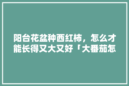 阳台花盆种西红柿，怎么才能长得又大又好「大番茄怎么种植阳台盆栽视频」 阳台花盆种西红柿，怎么才能长得又大又好「大番茄怎么种植阳台盆栽视频」 种植技巧