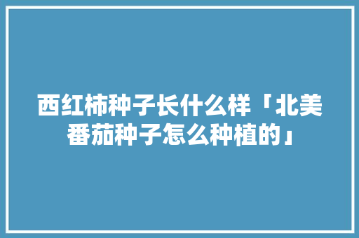 西红柿种子长什么样「北美番茄种子怎么种植的」 西红柿种子长什么样「北美番茄种子怎么种植的」 农业常识