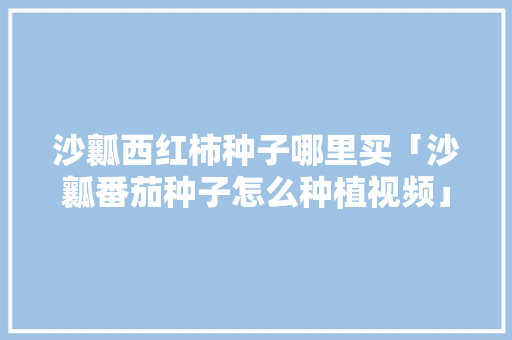 沙瓤西红柿种子哪里买「沙瓤番茄种子怎么种植视频」