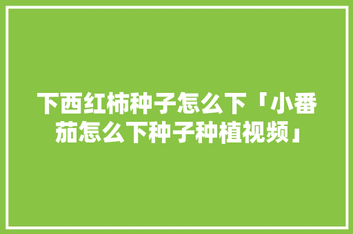 下西红柿种子怎么下「小番茄怎么下种子种植视频」 下西红柿种子怎么下「小番茄怎么下种子种植视频」 农业常识