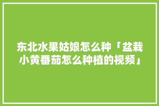 东北水果姑娘怎么种「盆栽小黄番茄怎么种植的视频」