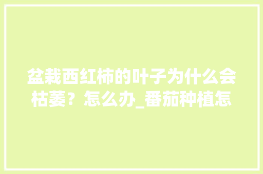 盆栽西红柿的叶子为什么会枯萎？怎么办_番茄种植怎么老是枯萎呢