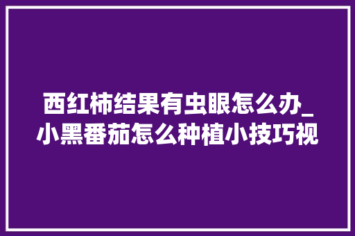 西红柿结果有虫眼怎么办_小黑番茄怎么种植小技巧视频