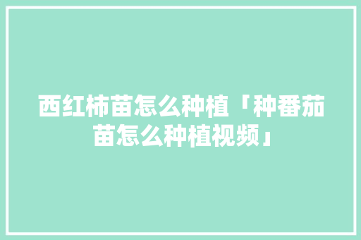 西红柿苗怎么种植「种番茄苗怎么种植视频」 西红柿苗怎么种植「种番茄苗怎么种植视频」 番茄病虫害防治