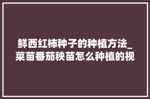 鲜西红柿种子的种植方法_菜苗番茄秧苗怎么种植的视频 鲜西红柿种子的种植方法_菜苗番茄秧苗怎么种植的视频 农业常识