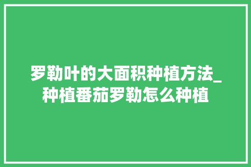 罗勒叶的大面积种植方法_种植番茄罗勒怎么种植