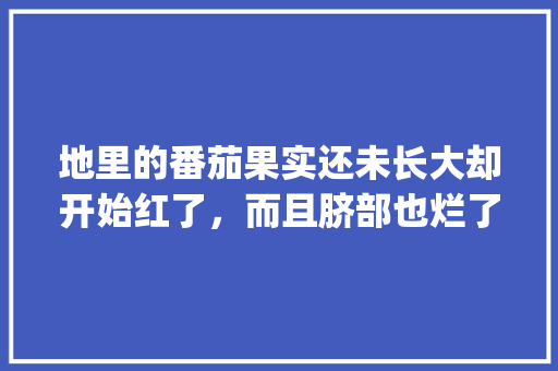 地里的番茄果实还未长大却开始红了，而且脐部也烂了是怎么一回事？该如何防治_坏番茄怎么种植方法视频 地里的番茄果实还未长大却开始红了，而且脐部也烂了是怎么一回事？该如何防治_坏番茄怎么种植方法视频 番茄种植技巧
