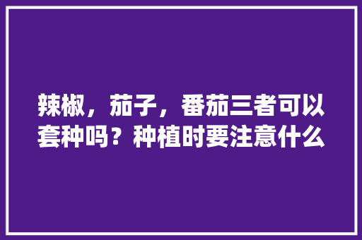辣椒，茄子，番茄三者可以套种吗？种植时要注意什么问题_茄子番茄苗怎么种植视频 辣椒，茄子，番茄三者可以套种吗？种植时要注意什么问题_茄子番茄苗怎么种植视频 土壤施肥