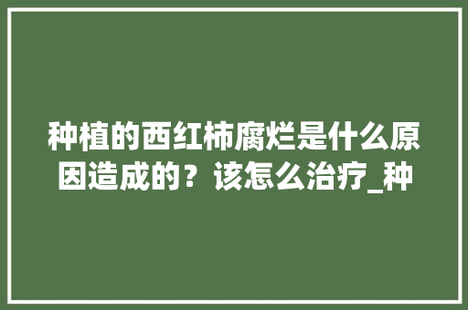 种植的西红柿腐烂是什么原因造成的？该怎么治疗_种植番茄腐烂怎么办视频