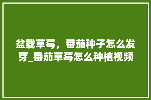 盆载草莓，番茄种子怎么发芽_番茄草莓怎么种植视频 盆载草莓，番茄种子怎么发芽_番茄草莓怎么种植视频 土壤施肥