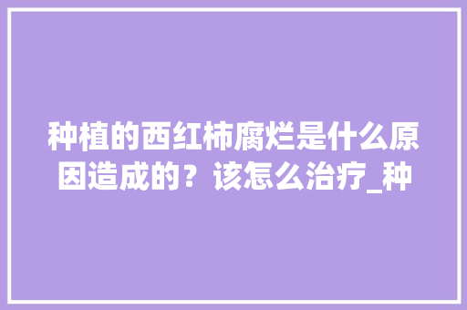 种植的西红柿腐烂是什么原因造成的？该怎么治疗_种植番茄的技术