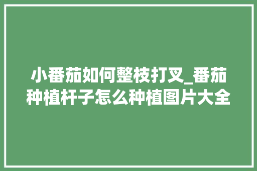 小番茄如何整枝打叉_番茄种植杆子怎么种植图片大全 小番茄如何整枝打叉_番茄种植杆子怎么种植图片大全 花朵知识