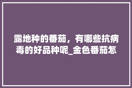 露地种的番茄，有哪些抗病毒的好品种呢_金色番茄怎么种植视频 露地种的番茄，有哪些抗病毒的好品种呢_金色番茄怎么种植视频 植物种类