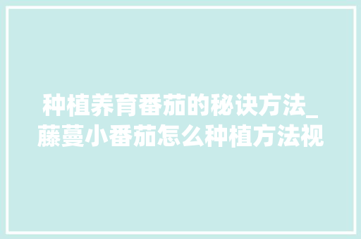 种植养育番茄的秘诀方法_藤蔓小番茄怎么种植方法视频 种植养育番茄的秘诀方法_藤蔓小番茄怎么种植方法视频 番茄种植技巧