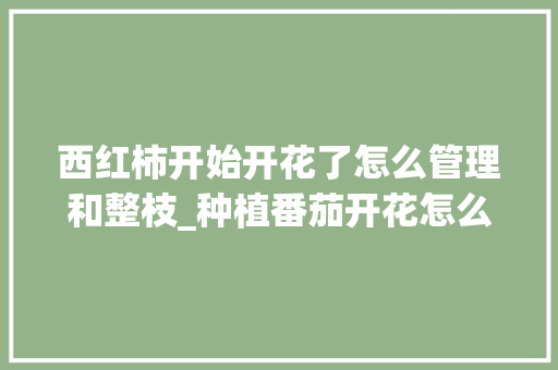 西红柿开始开花了怎么管理和整枝_种植番茄开花怎么办视频 西红柿开始开花了怎么管理和整枝_种植番茄开花怎么办视频 番茄种植技巧