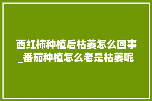 西红柿种植后枯萎怎么回事_番茄种植怎么老是枯萎呢怎么回事 西红柿种植后枯萎怎么回事_番茄种植怎么老是枯萎呢怎么回事 土壤施肥