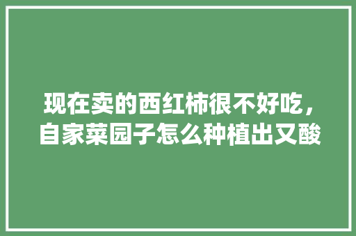 现在卖的西红柿很不好吃，自家菜园子怎么种植出又酸又甜的西红柿呢_种植小番茄怎么才能甜一点 现在卖的西红柿很不好吃，自家菜园子怎么种植出又酸又甜的西红柿呢_种植小番茄怎么才能甜一点 番茄病虫害防治