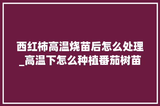 西红柿高温烧苗后怎么处理_高温下怎么种植番茄树苗 西红柿高温烧苗后怎么处理_高温下怎么种植番茄树苗 植物种类