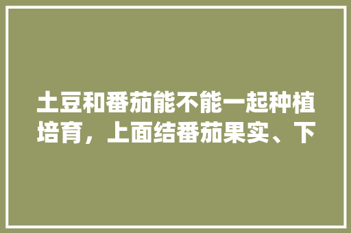 土豆和番茄能不能一起种植培育，上面结番茄果实、下面长土豆？为什么_种植马铃薯番茄怎么种好活 土豆和番茄能不能一起种植培育，上面结番茄果实、下面长土豆？为什么_种植马铃薯番茄怎么种好活 植物种类