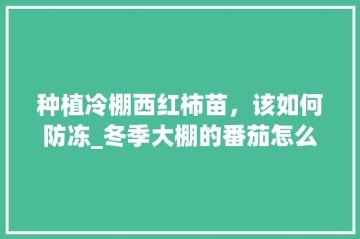 种植冷棚西红柿苗，该如何防冻_冬季大棚的番茄怎么种植视频 种植冷棚西红柿苗，该如何防冻_冬季大棚的番茄怎么种植视频 植物种类