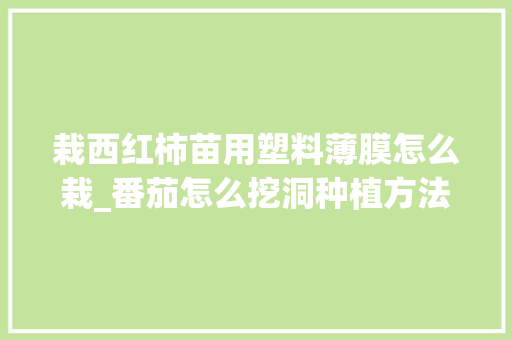 栽西红柿苗用塑料薄膜怎么栽_番茄怎么挖洞种植方法视频